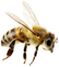 bee-floating-1 bee-floating-1